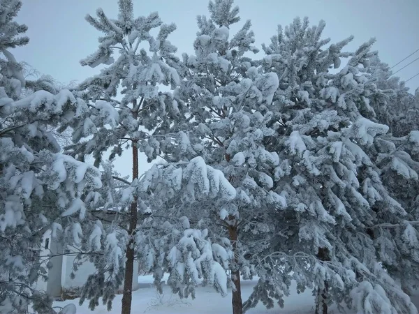 Κωνοφόρα Κλαδιά Καλύπτονται Χιόνι Κλαδιά Πεύκου Στους Κρυστάλλους Χιονιού Κοντά — Φωτογραφία Αρχείου