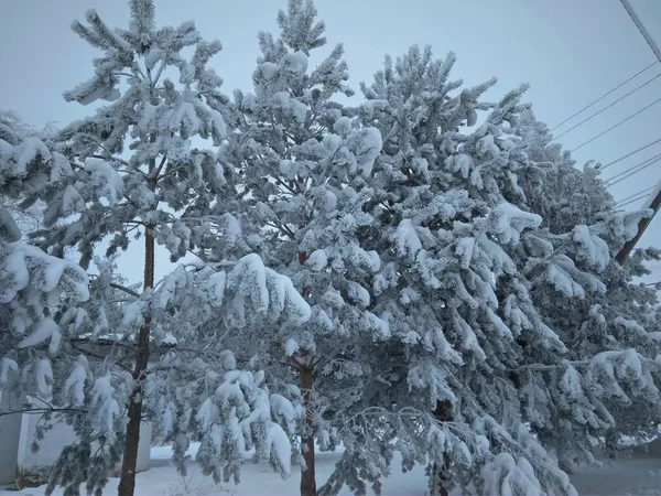 针叶树被雪覆盖着 在雪地里的松树枝条在冬日的雪地上紧密相连 — 图库照片