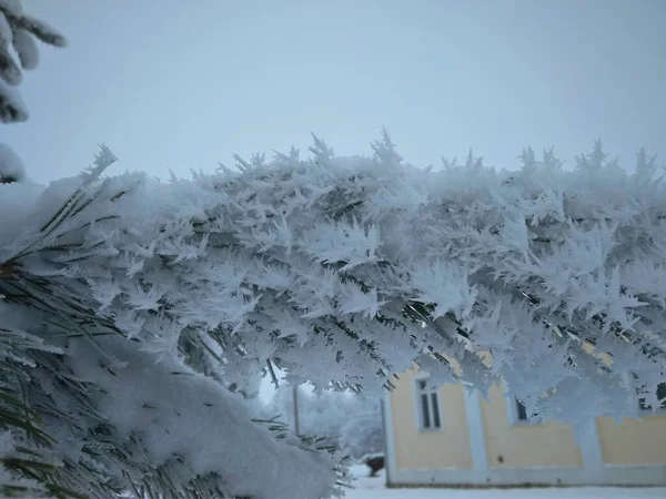 Nadelzweige Sind Mit Schnee Bedeckt Kiefernzweig Den Schneekristallen Nahaufnahme Auf — Stockfoto