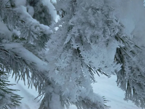 Κωνοφόρα Κλαδιά Καλύπτονται Χιόνι Κλαδιά Πεύκου Στους Κρυστάλλους Χιονιού Κοντά — Φωτογραφία Αρχείου