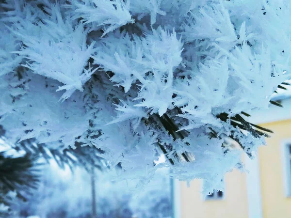 Nadelzweige Sind Mit Schnee Bedeckt Kiefernzweig Den Schneekristallen Nahaufnahme Auf — Stockfoto