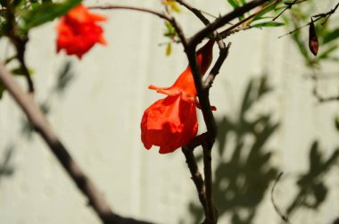 Nar meyvesinin kırmızı çiçekleri bir ağaca yakın.