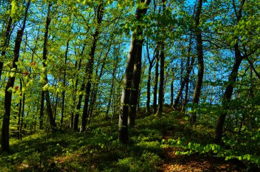 Yapraklarla çerçevelenmiş taze yeşil yaprak ağaçlarından oluşan manzaralı bir orman. Güneş, sıcak ışınlarını yeşilliklere saçıyor.