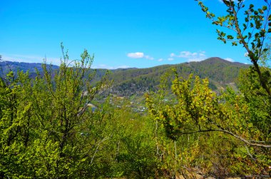 Yapraklarla çerçevelenmiş taze yeşil yaprak ağaçlarından oluşan manzaralı bir orman. Güneş, sıcak ışınlarını yeşilliklere saçıyor.