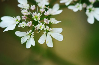 Bahar çimlerinde beyaz küçük çiçekler Aegopodyum podagraria. Kapat.