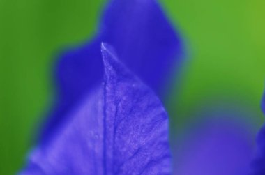 Mavi çiçekli irisler. Doğa ilkbahar güneşli arka plan. Kapat.