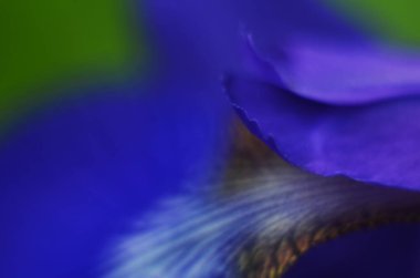 Mavi çiçekli irisler. Doğa ilkbahar güneşli arka plan. Kapat.