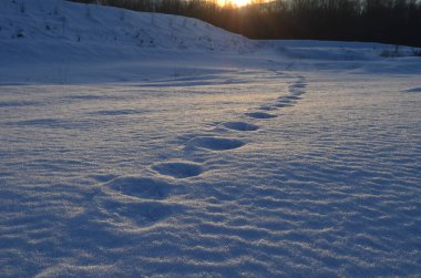 Kış ormanı karı. Kış doğa manzarası ağaç huş ağacı. Karda insan ayak izi..