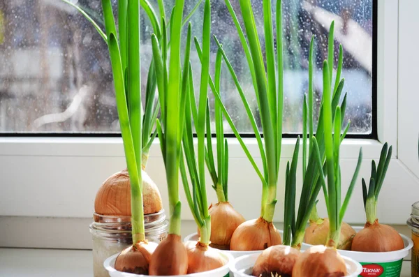 a garden of young onion on a window sill.Growing onions on the windowsill. Fresh green onions at home Indoor gardening growing spring onions in flower pot on window sill. Fresh sprouts of green onion