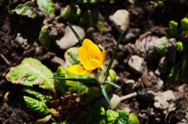 Hollanda sarısı krokusu yakın plan. Çiçek açan çuha çiçekleri