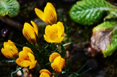 Hollanda sarısı krokusu yakın plan. Çiçek açan çuha çiçekleri