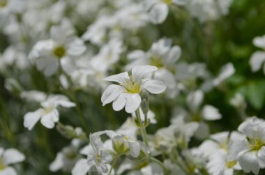 Kar beyazı çiçeği aynı zamanda Cerastium tomentosum olarak da bilinir.