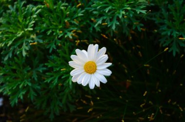 Bahçede güneşli yaz çiçekleri..