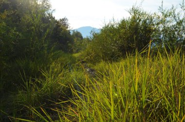 Güzel doğa manzarası - Alp çayırı. Çimenler güneş ışınlarıyla birbirine yakın. Güneşli güzel doğa manzarası