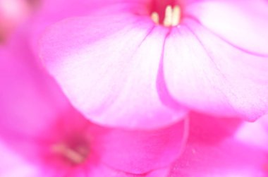 Pembe çiçekler üzerine su damlıyor.