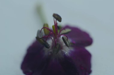 Mor çiçekler üzerine su damlıyor.