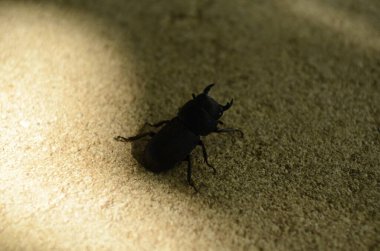 Dorcus parallelipipedus, Avrupa 'da bulunan bir erkek geyik böceği türüdür..