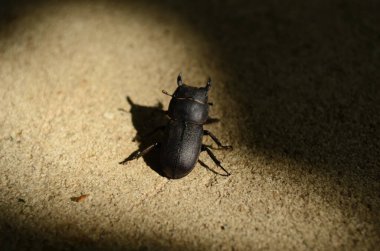 Dorcus parallelipipedus, Avrupa 'da bulunan bir erkek geyik böceği türüdür..