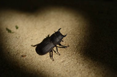 Dorcus parallelipipedus, Avrupa 'da bulunan bir erkek geyik böceği türüdür..