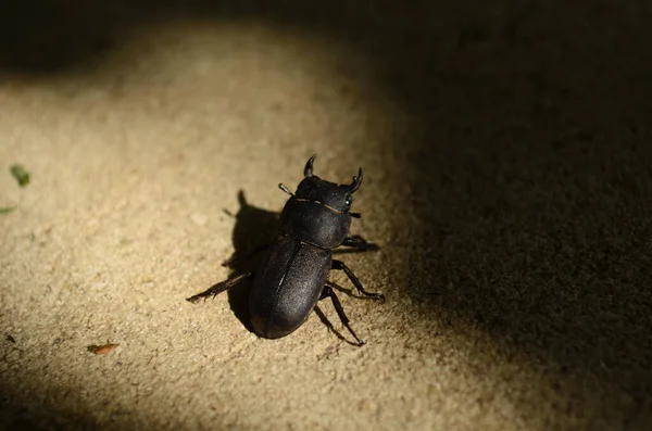 Dorcus parallelipipedus, Avrupa 'da bulunan bir erkek geyik böceği türüdür..