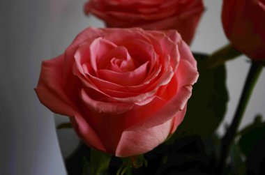 Beyaz arkaplanda mor güller.