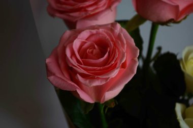 Beyaz arkaplanda mor güller.