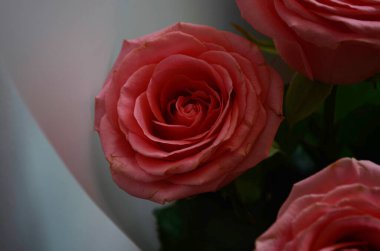 Beyaz arkaplanda mor güller.