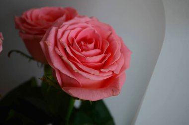 Beyaz arkaplanda mor güller.