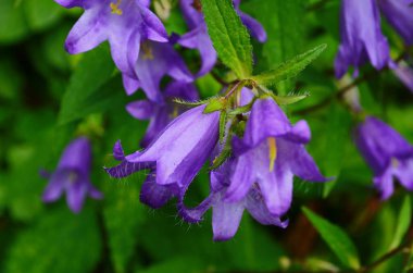 Bahçedeki yeşil çimlerin arasında yazın çiçek tarhında narin mavi çan çiçekleri. Harika bahar ve yaz çiçekleri..