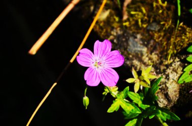 Güzel mor orman çiçeği. Geranium robertianum, ya da herb-Robert, kırmızı robin, ölüm çabuk gelir, leylek gagası, kokuşmuş Bob, şaşı-pip, karga ayağı, Roberts geranium