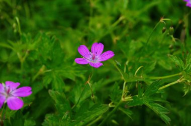 Güzel mor orman çiçeği. Geranium robertianum, ya da herb-Robert, kırmızı robin, ölüm çabuk gelir, leylek gagası, kokuşmuş Bob, şaşı-pip, karga ayağı, Roberts geranium