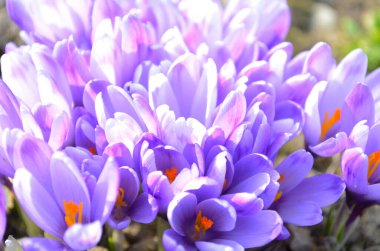 Bahar bahçesindeki yeşilliğin bulanık arka planında mor taç yaprakları olan Crocus. Crocus çiçekleri yakın plan. Baharatlı bahçede bahar tasarımı. Bahar tasarımı için doğa konsepti.