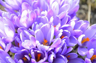 Bahar bahçesindeki yeşilliğin bulanık arka planında mor taç yaprakları olan Crocus. Crocus çiçekleri yakın plan. Baharatlı bahçede bahar tasarımı. Bahar tasarımı için doğa konsepti.