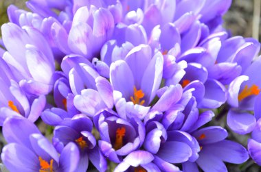 Bahar bahçesindeki yeşilliğin bulanık arka planında mor taç yaprakları olan Crocus. Crocus çiçekleri yakın plan. Baharatlı bahçede bahar tasarımı. Bahar tasarımı için doğa konsepti.