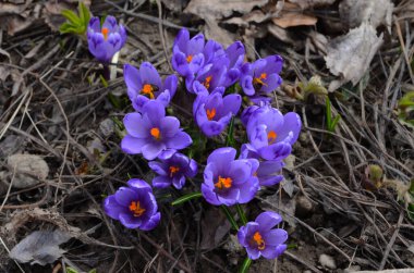 Bahar bahçesindeki yeşilliğin bulanık arka planında mor taç yaprakları olan Crocus. Crocus çiçekleri yakın plan. Baharatlı bahçede bahar tasarımı. Bahar tasarımı için doğa konsepti.