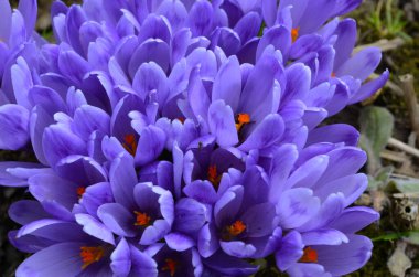 Bahar bahçesindeki yeşilliğin bulanık arka planında mor taç yaprakları olan Crocus. Crocus çiçekleri yakın plan. Baharatlı bahçede bahar tasarımı. Bahar tasarımı için doğa konsepti.