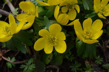 Kış kurtçuğunun sarı çiçekleri, Eranthis hyemalis, yaklaşın.