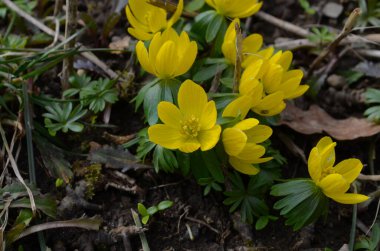 Kış kurtçuğunun sarı çiçekleri, Eranthis hyemalis, yaklaşın.