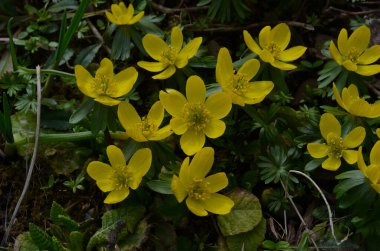 Kış kurtçuğunun sarı çiçekleri, Eranthis hyemalis, yaklaşın.