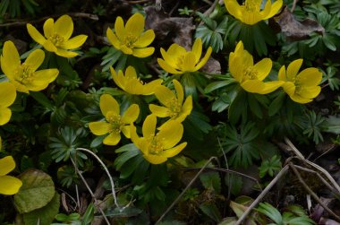 Kış kurtçuğunun sarı çiçekleri, Eranthis hyemalis, yaklaşın.