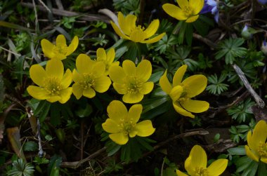 Kış kurtçuğunun sarı çiçekleri, Eranthis hyemalis, yaklaşın.