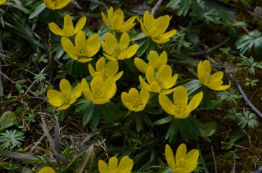 Kış kurtçuğunun sarı çiçekleri, Eranthis hyemalis, yaklaşın.