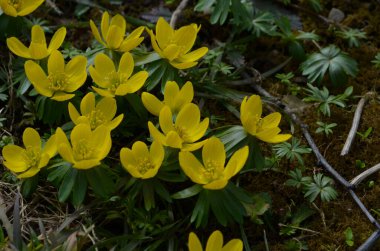 Kış kurtçuğunun sarı çiçekleri, Eranthis hyemalis, yaklaşın.