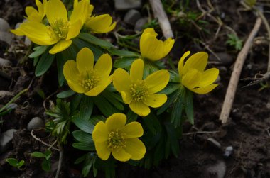Kış kurtçuğunun sarı çiçekleri, Eranthis hyemalis, yaklaşın.