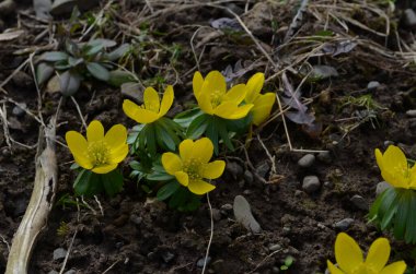 Kış kurtçuğunun sarı çiçekleri, Eranthis hyemalis, yaklaşın.