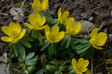 Kış kurtçuğunun sarı çiçekleri, Eranthis hyemalis, yaklaşın.