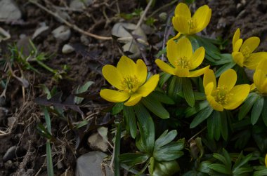 Kış kurtçuğunun sarı çiçekleri, Eranthis hyemalis, yaklaşın.
