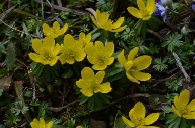 Kış kurtçuğunun sarı çiçekleri, Eranthis hyemalis, yaklaşın.