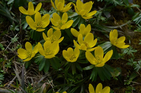 Fleurs Jaunes Aconite Hiver Eranthis Hyemalis Gros Plan — Photo