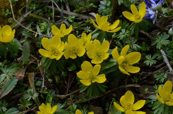 Kış kurtçuğunun sarı çiçekleri, Eranthis hyemalis, yaklaşın.